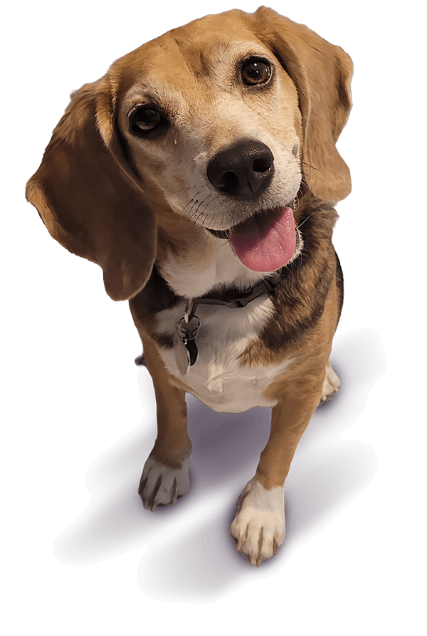 Beagle dog with it's head tilted and smiling with its tongue out.